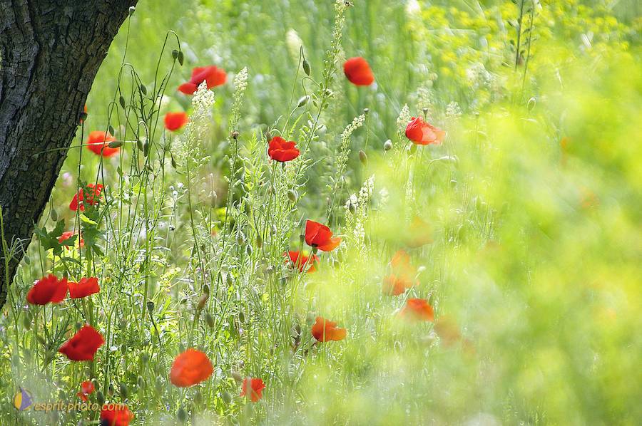 Nom de l'image : D1034160-1-A3_(c)Norbert-JUNG — Description :